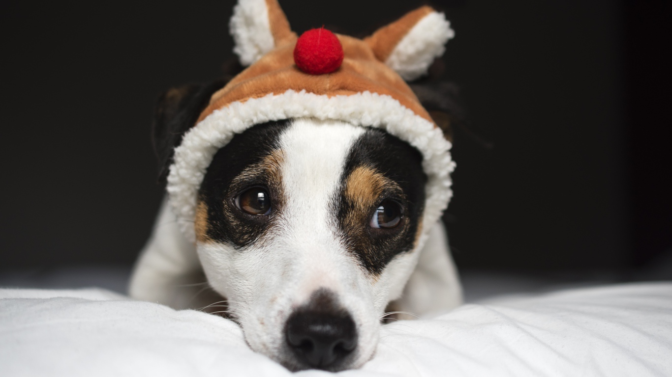 Грустный Джек рассел терьер в шапке 