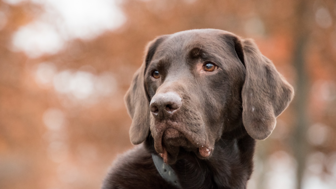 Грустная морда коричневого лабрадора 