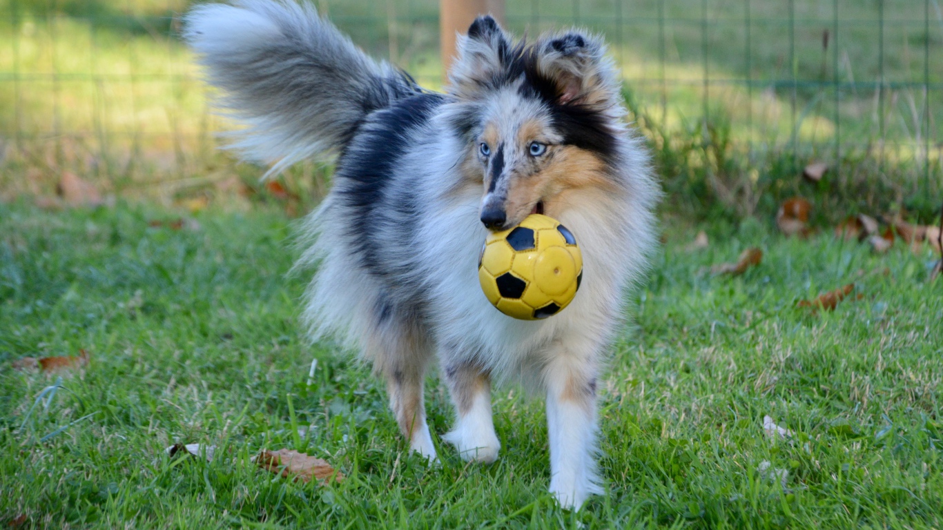 Шелти с мячом в зубах на траве
