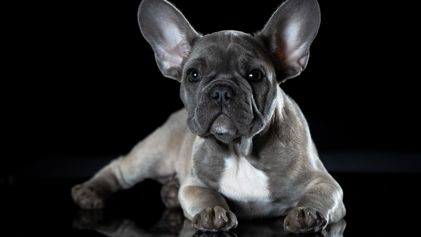 Маленький щенок французского бульдога с большими ушами на черном фоне
