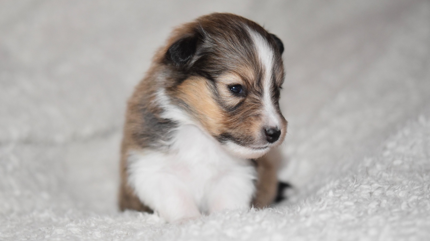 Маленький щенок шелти на белом покрывале 