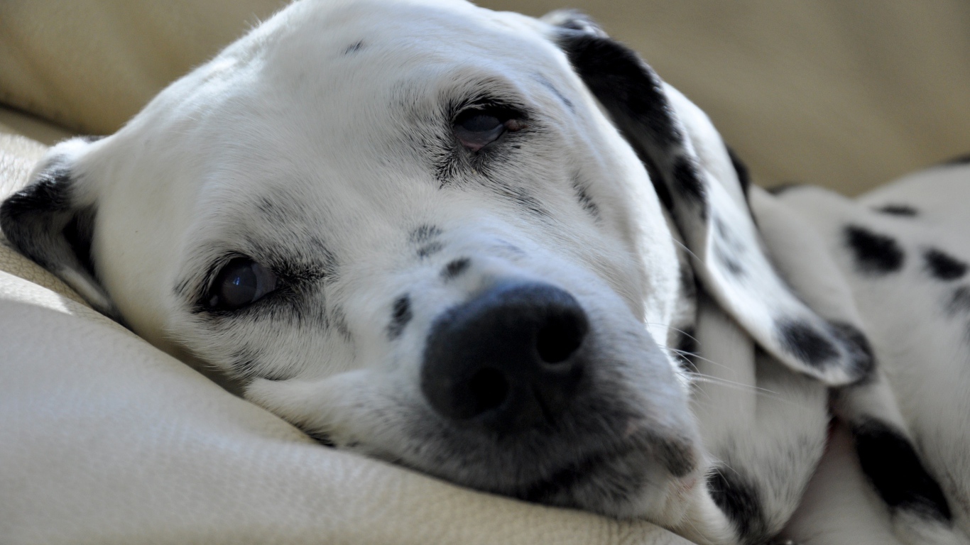 Пятнистый далматин спит на кровати 
