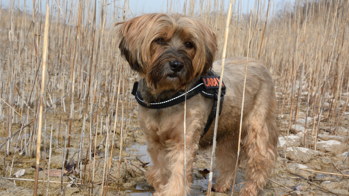 Тибетский терьер стоит в воде в камышах