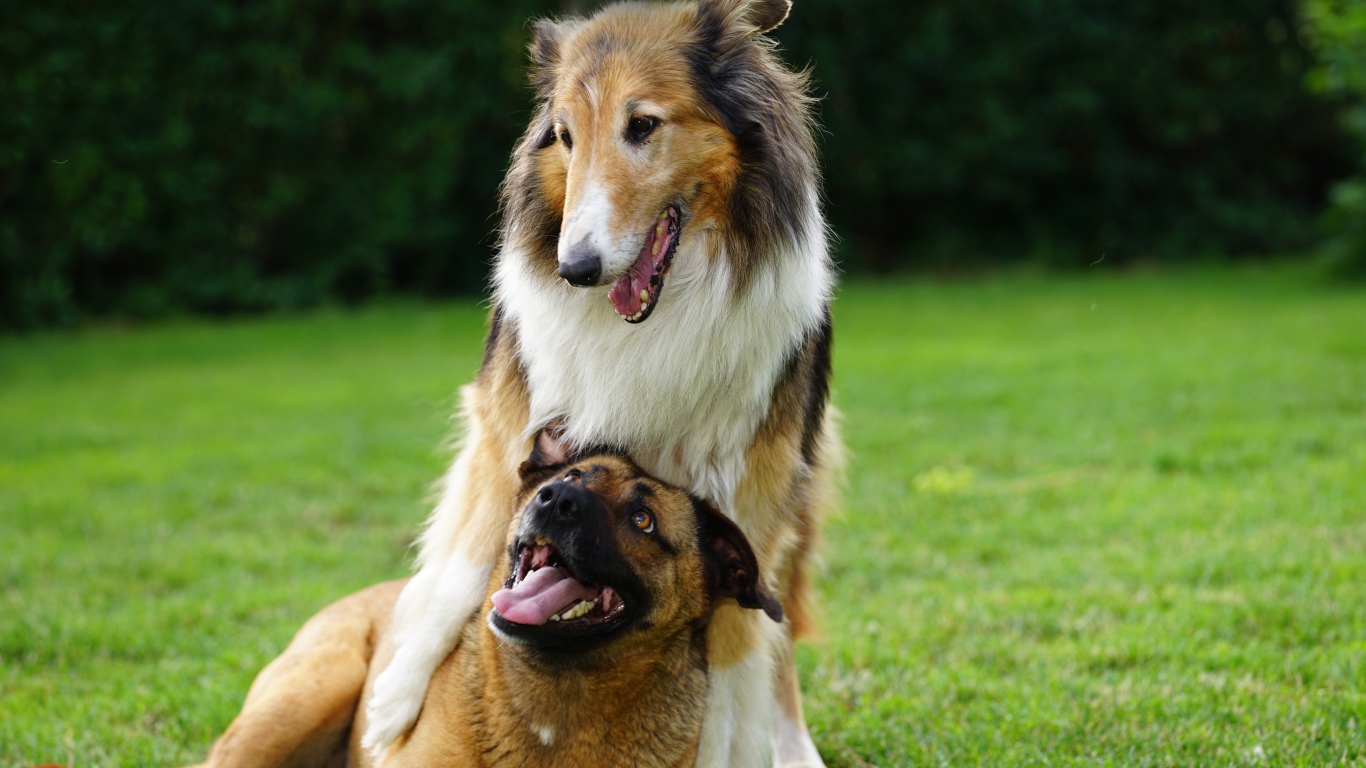 Две собаки играют на зеленой траве 