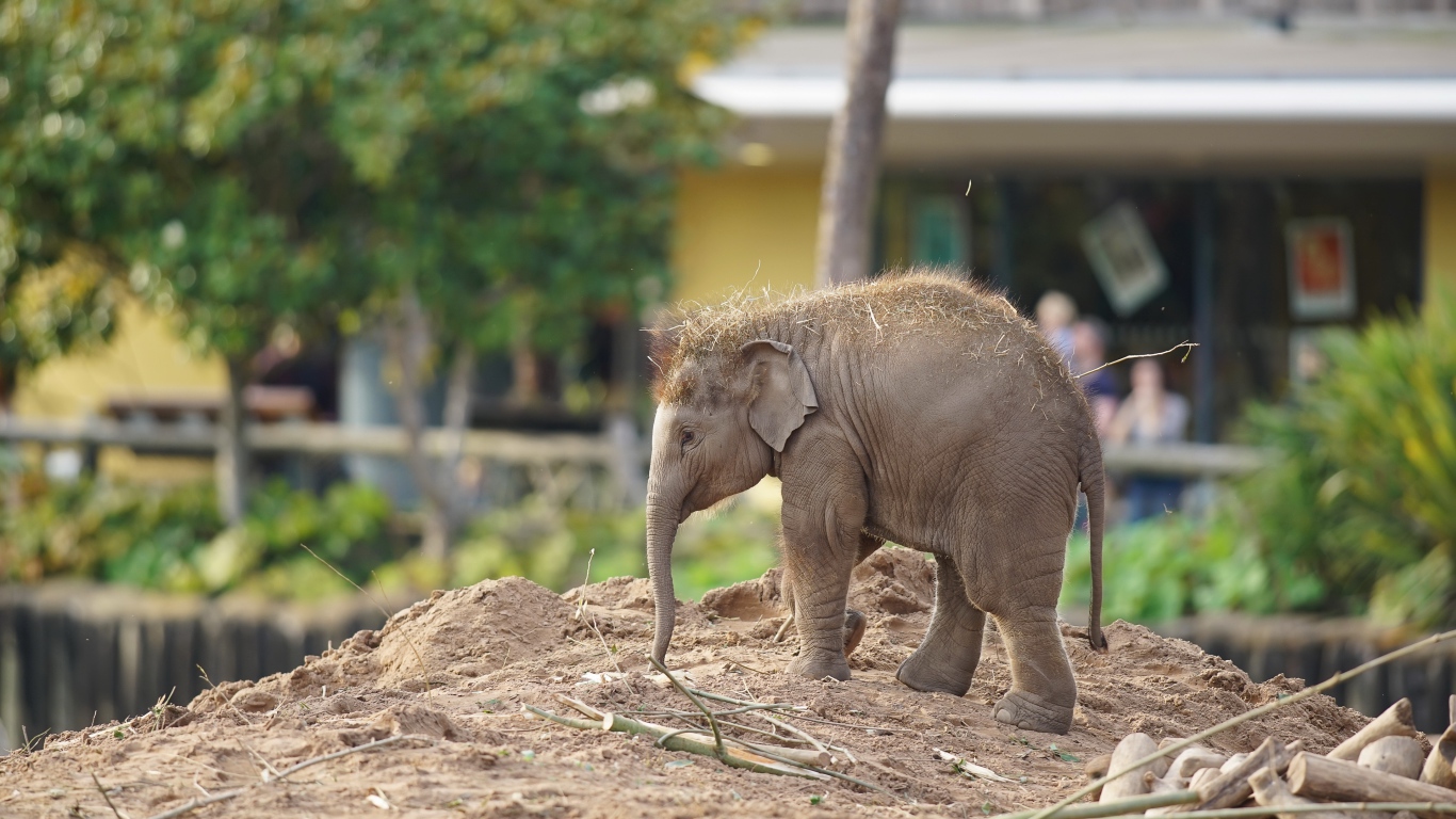 Little elephant at the zoo