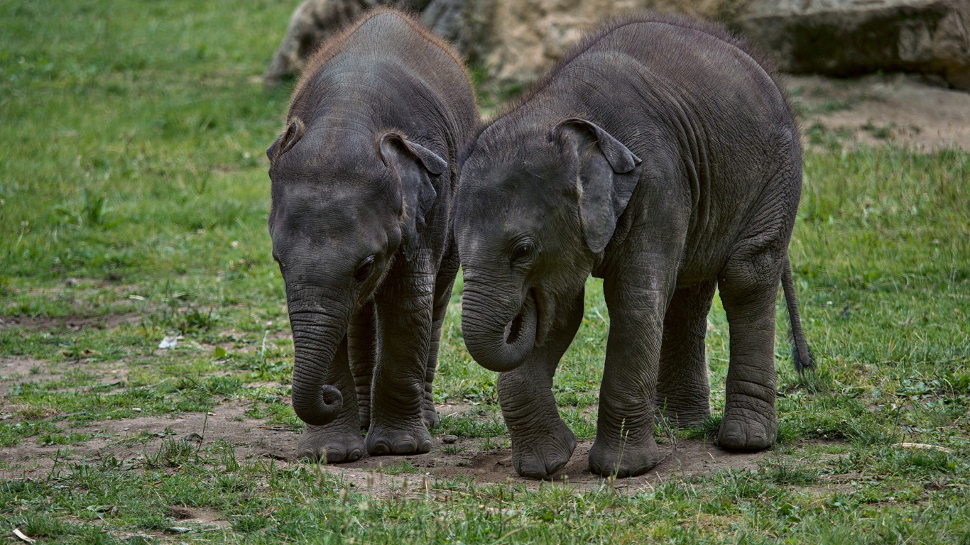 Два маленьких слоненка на зеленой траве 