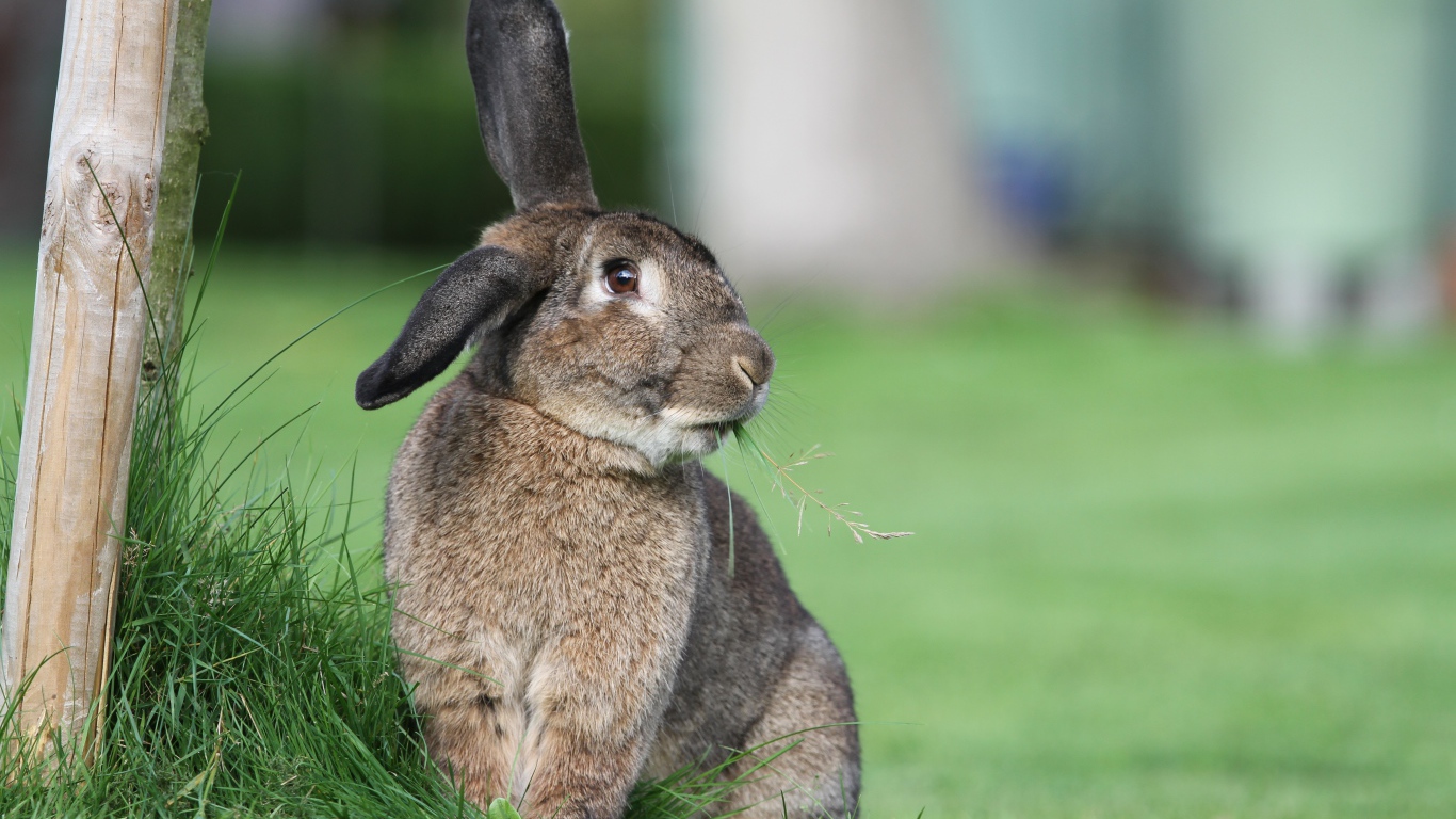 Большой пушистый серый кролик на траве