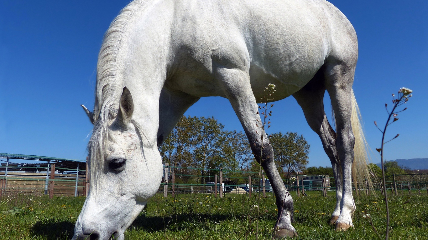 Большой белый конь пасется на зеленом лугу 