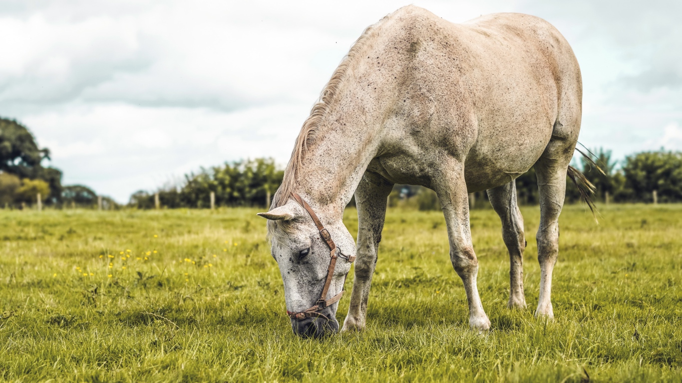 Большая белая лошадь пасется на зеленой траве
