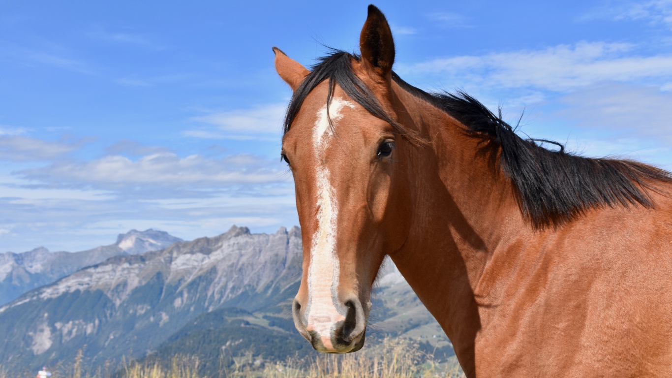 Коричневая лошадь на фоне голубого неба