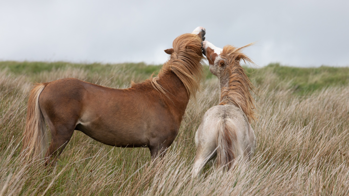 Лошадь с жеребенком гуляют по траве