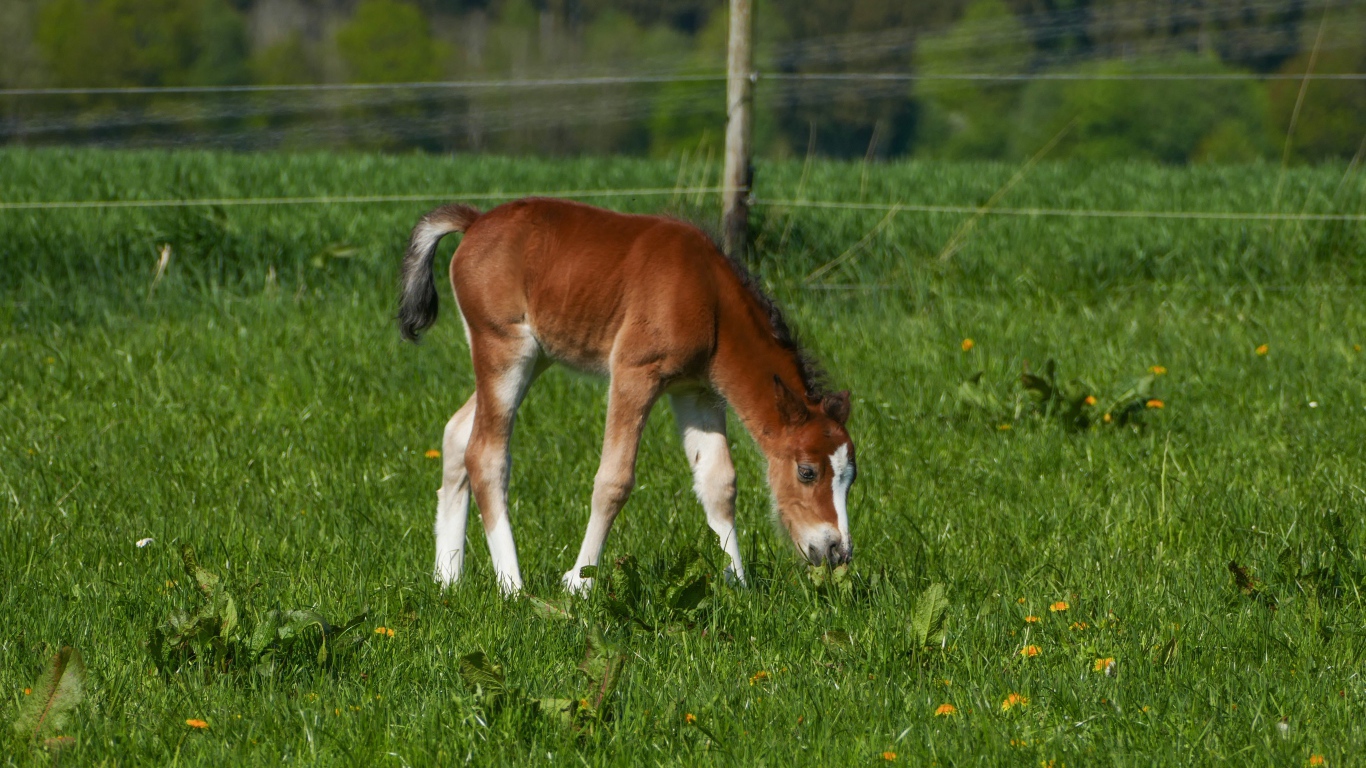 Маленький жеребенок пасется на зеленой траве 