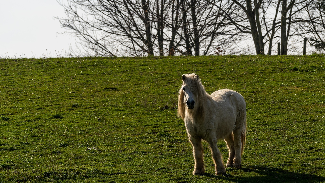 Пони стоит на зеленой траве
