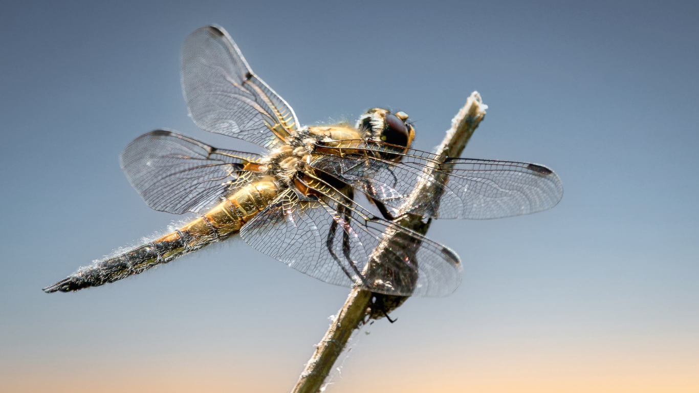 Большая стрекоза сидит на ветке на фоне неба 