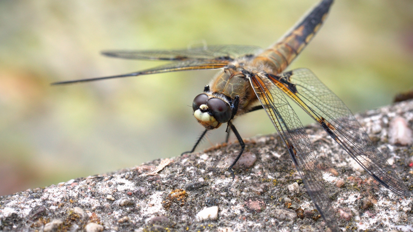 Большая стрекоза сидит на бетонной плите 