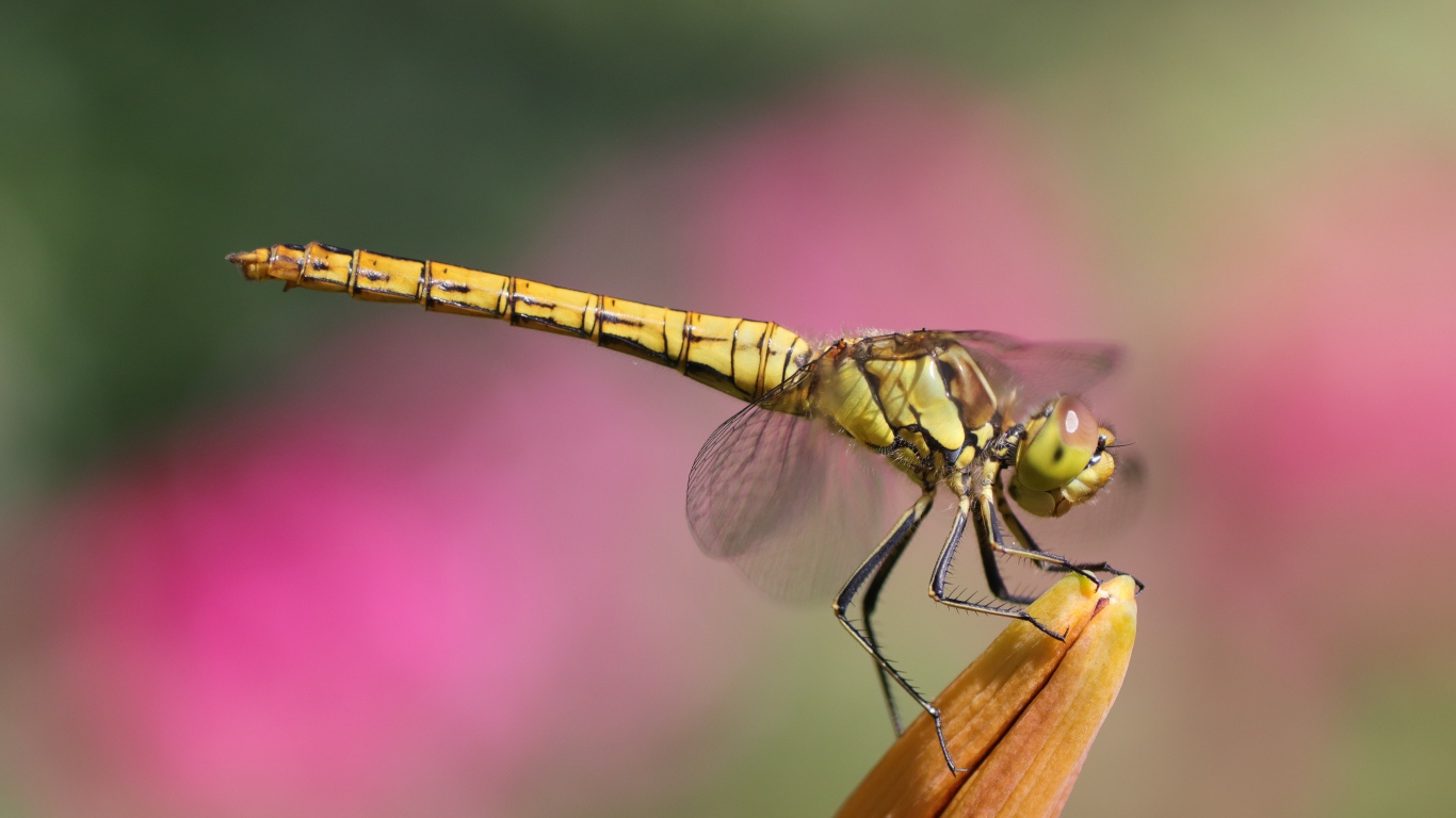 Большая стрекоза сидит на цветке лилии