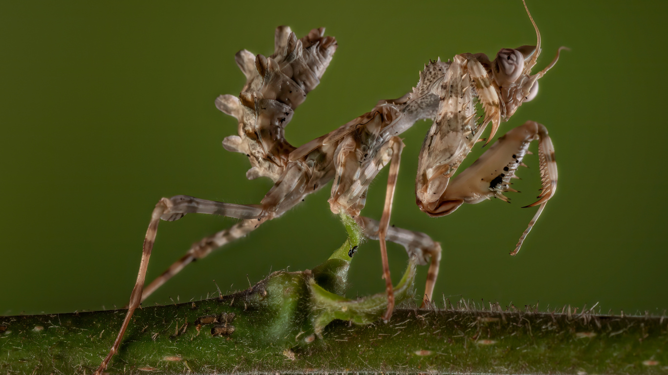 Красивый коричневый богомол на зеленом фоне
