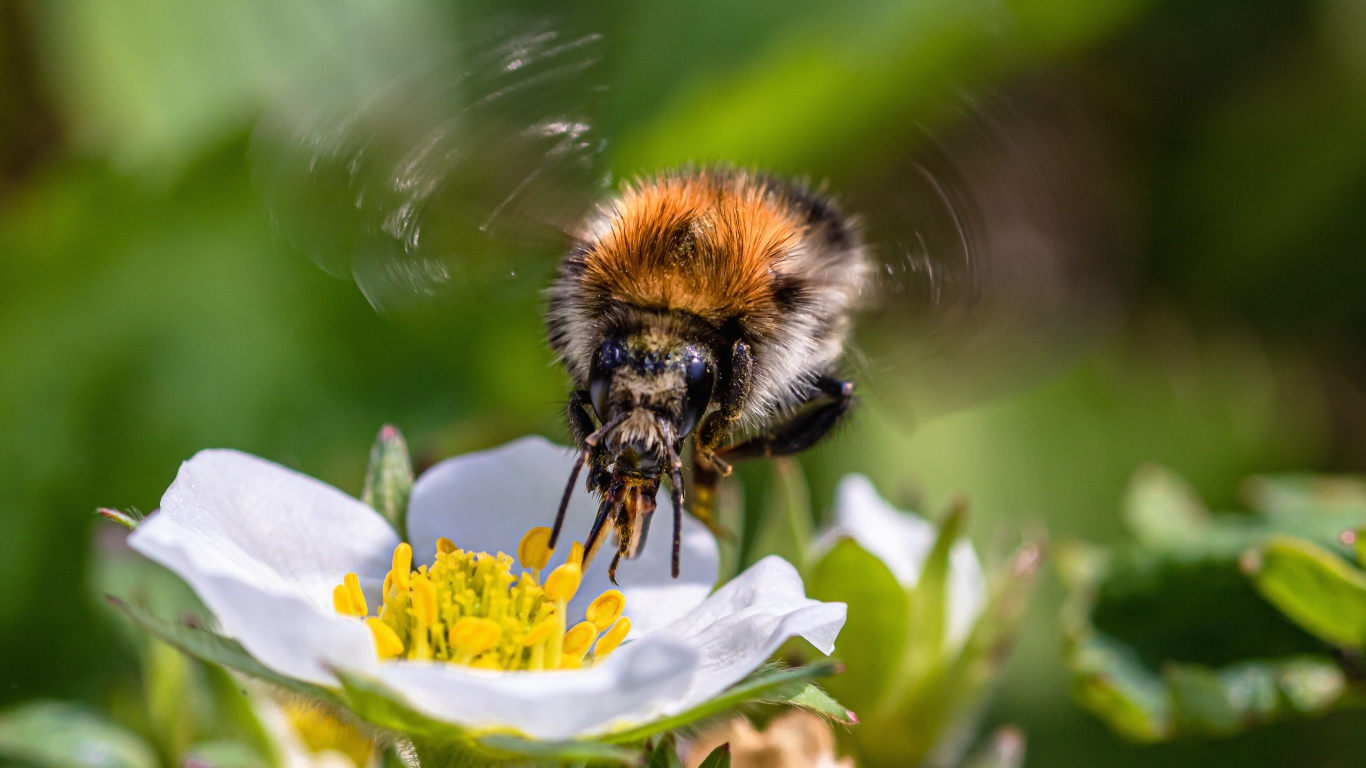 Пчела опыляет цветок клубники весной