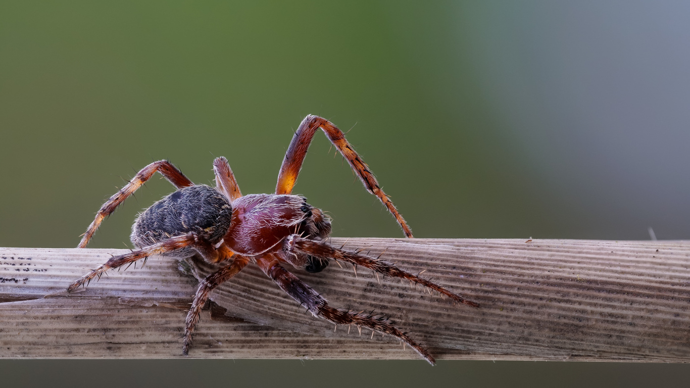 Большой жук на деревянной палке 