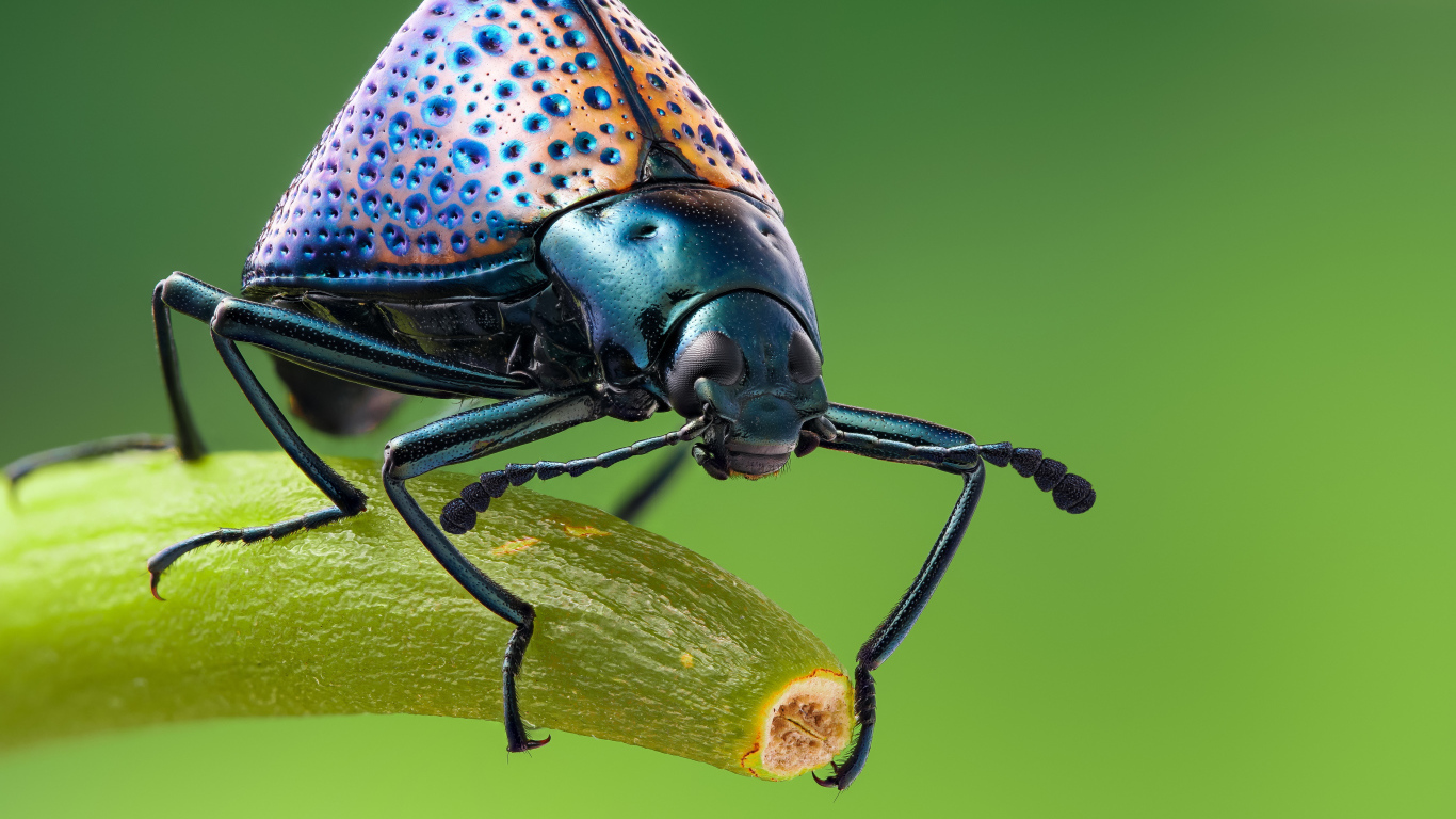 Большой жук сидит на ветке крупным планом