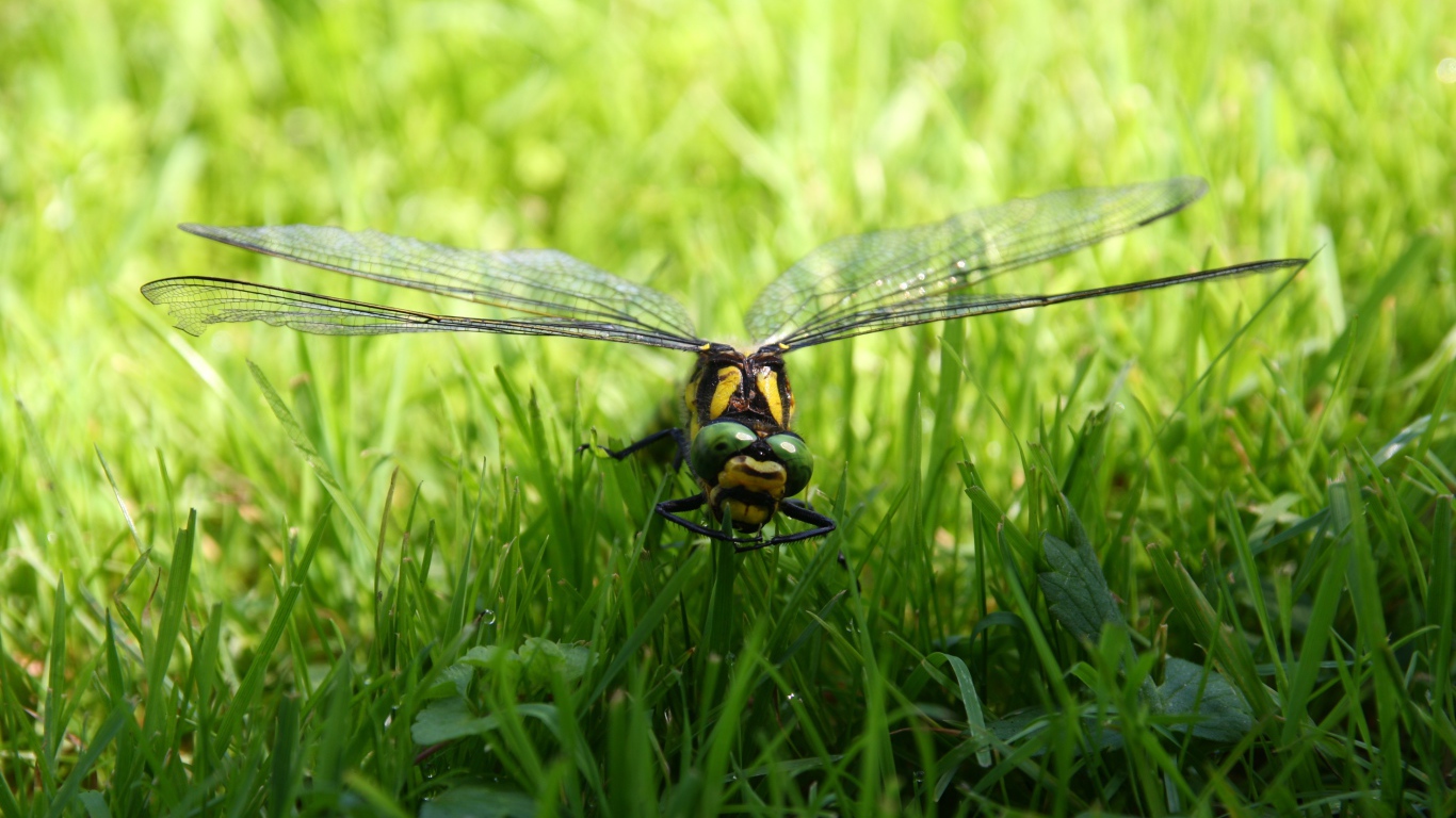 Большая стрекоза сидит на зеленой траве