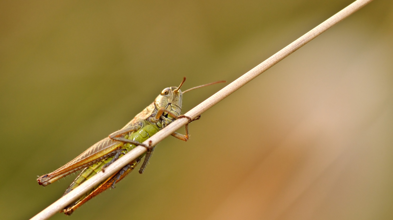 Большой зеленый кузнечик сидит на траве
