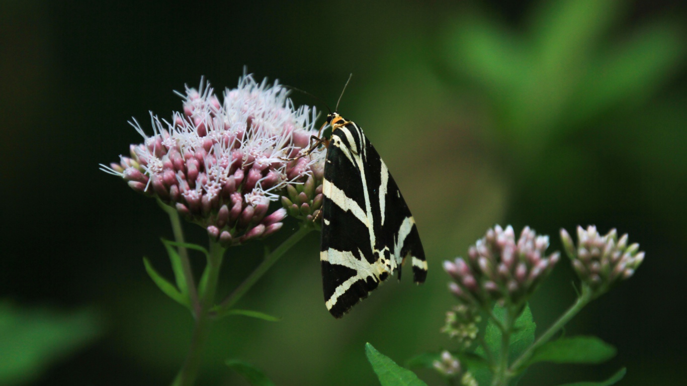 Черно-белая бабочка сидит на розовом цветке 