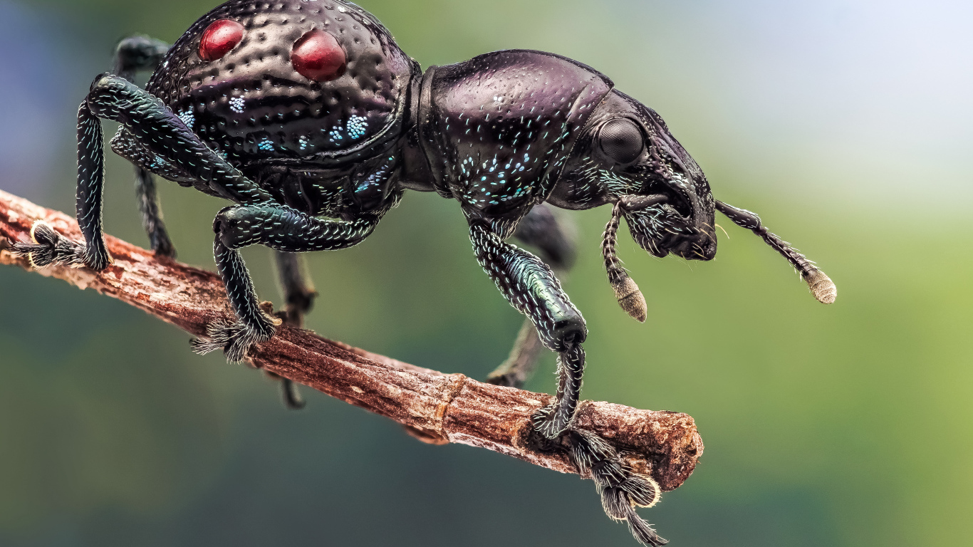 Черный жук долгоносик сидит на ветке дерева