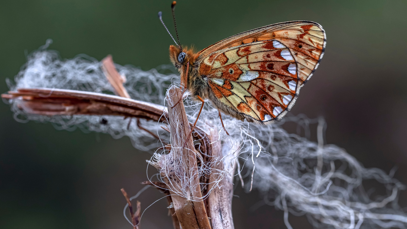 Коричневая бабочка на ветке крупным планом