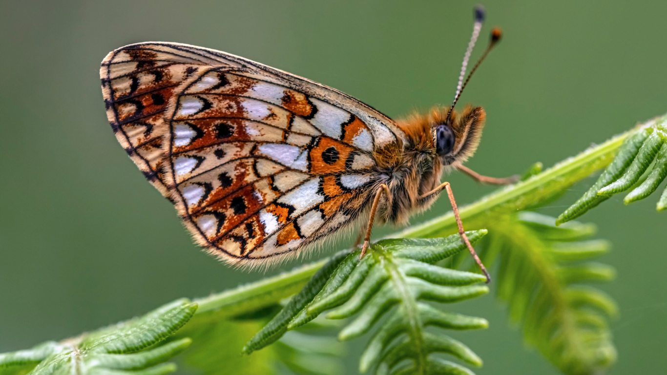 Коричневая бабочка сидит на зеленом листе 
