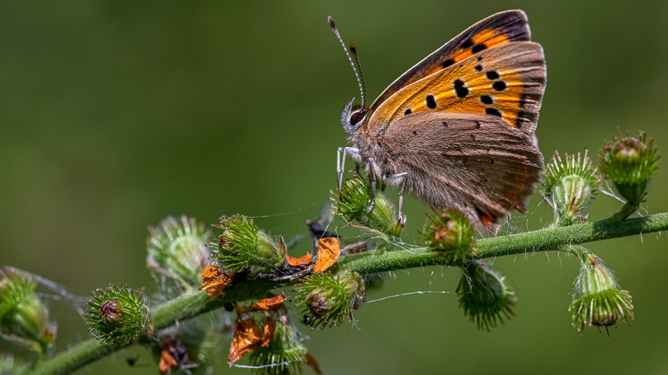 Коричневая бабочка сидит на колючем растении