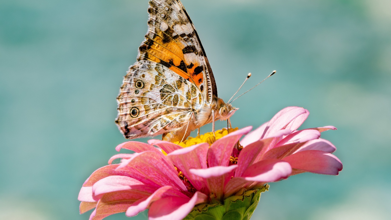 Бабочка сидит на розовом цветке циннии крупным планом