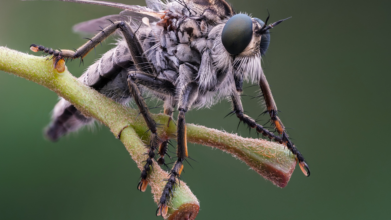 Муха крупным планом на ветке 
