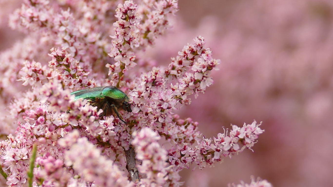 Зеленый жук на ветке с розовыми цветами