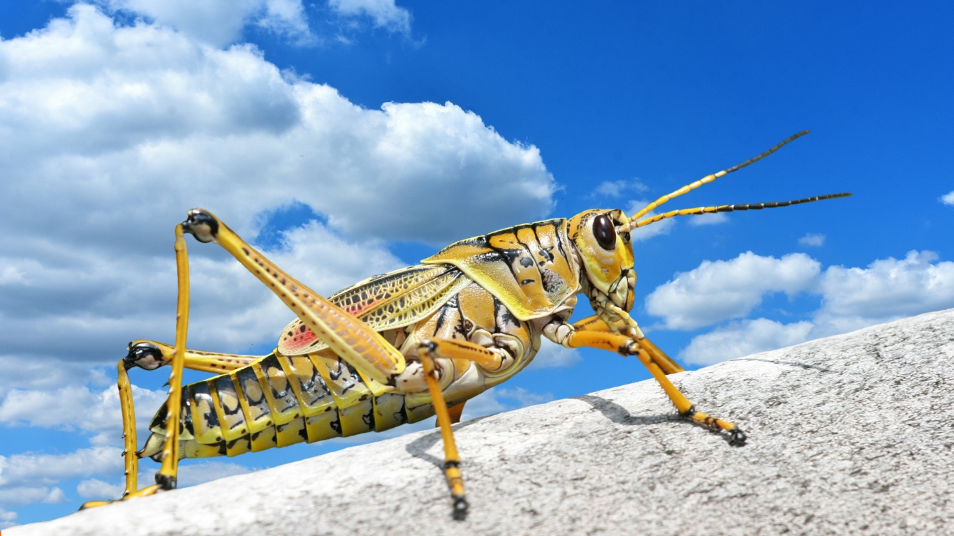 Большой кузнечик на камне на фоне голубого неба 