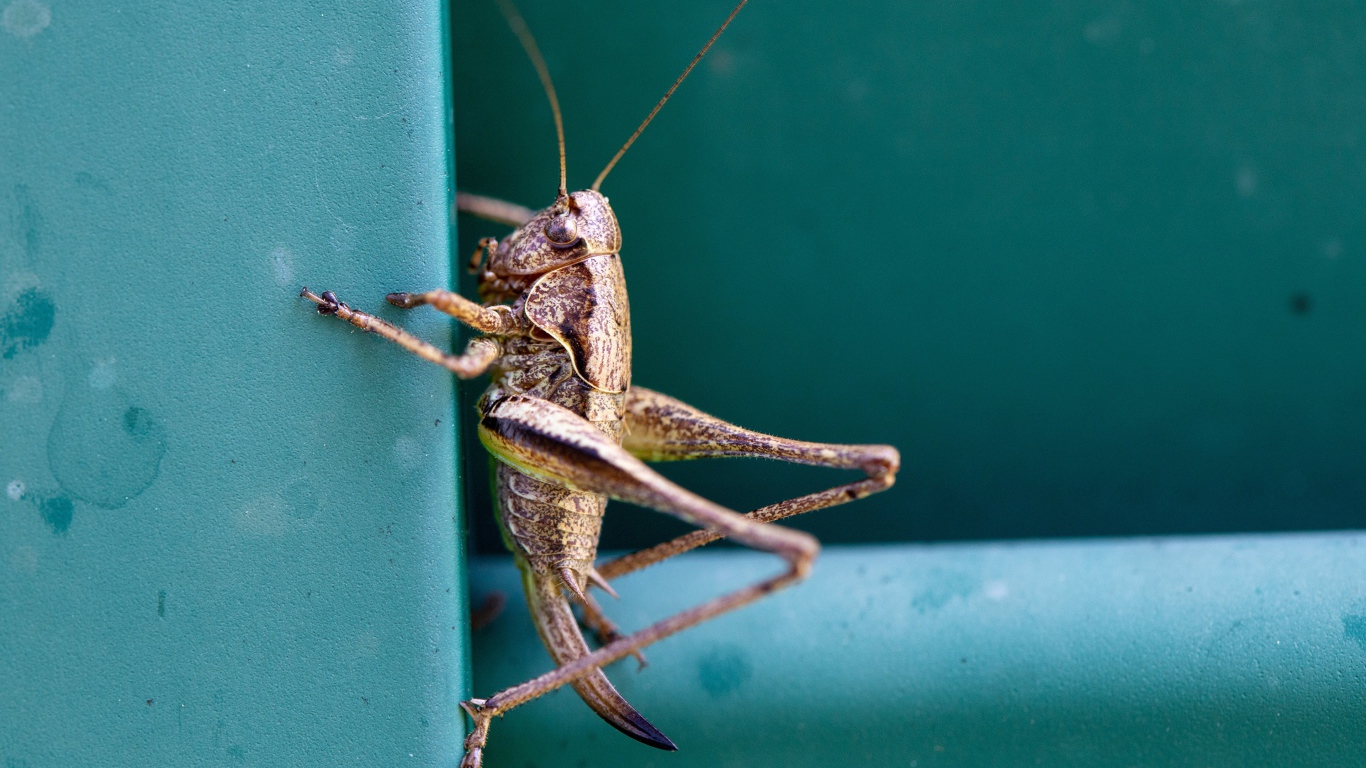 Большой кузнечик сидит на стене