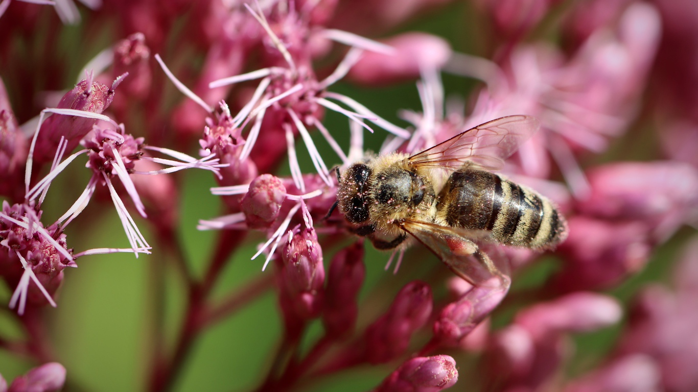 Маленькая пчела собирает нектар на розовом цветке