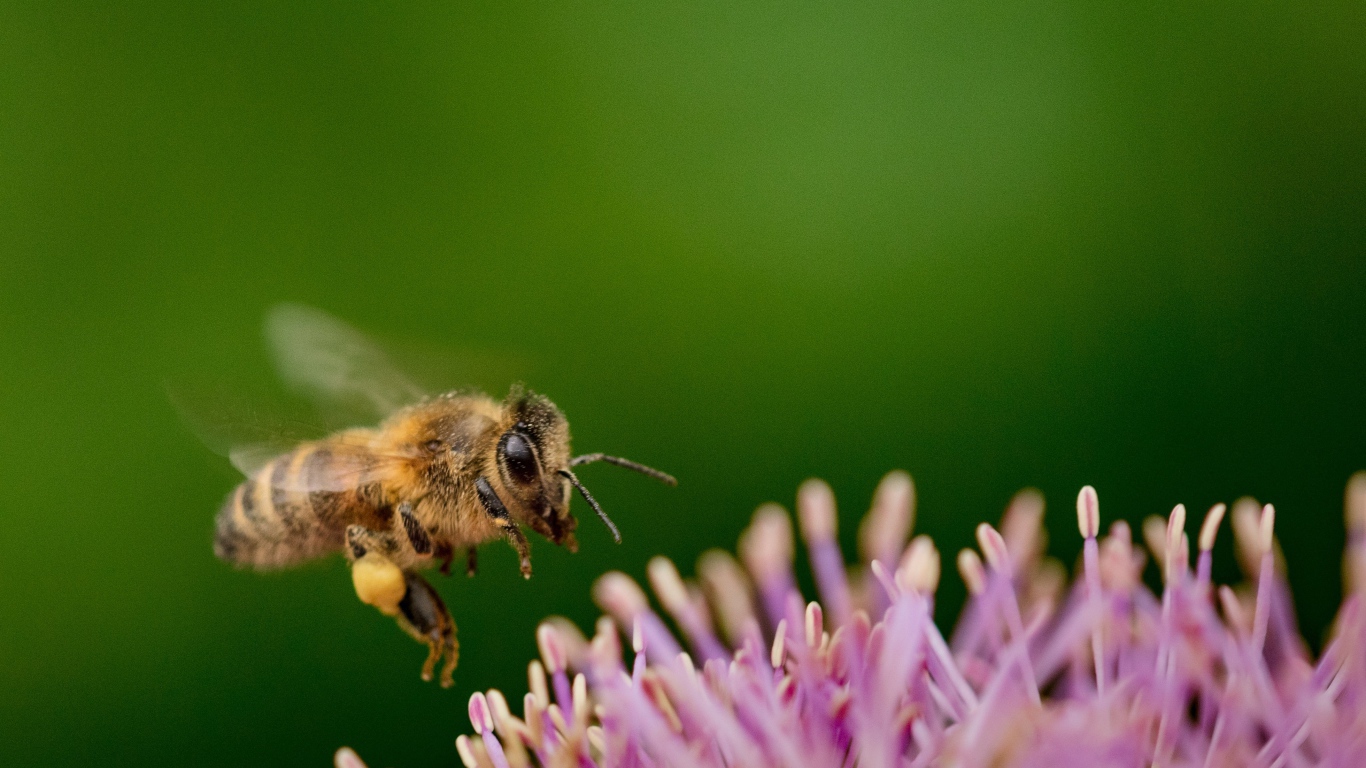 Маленькая пчела с розовым цветком на зеленом фоне