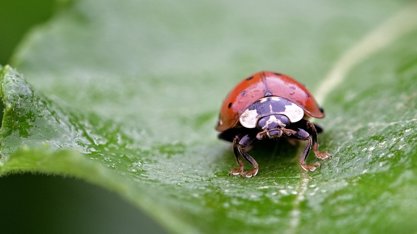 Красная божья коровка сидит на мокром листе 