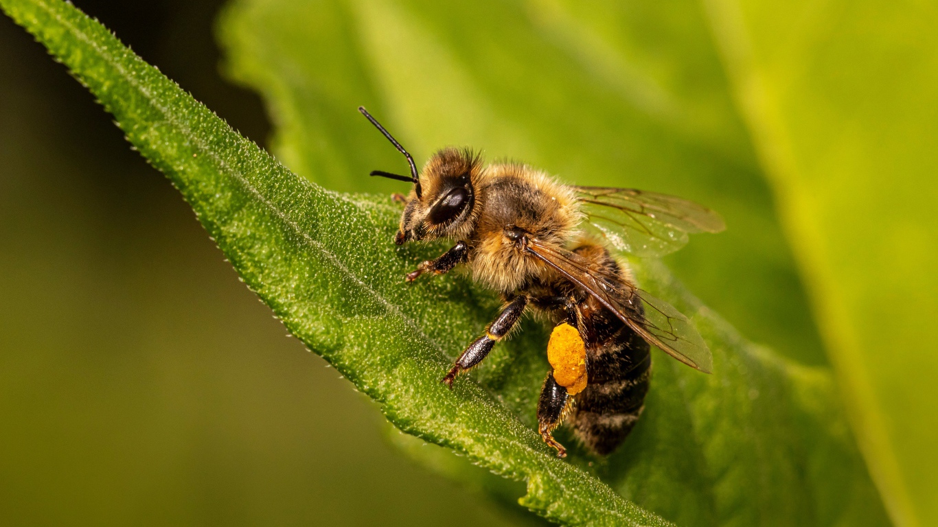 Маленькая пчела сидит на зеленом листе крупным планом 