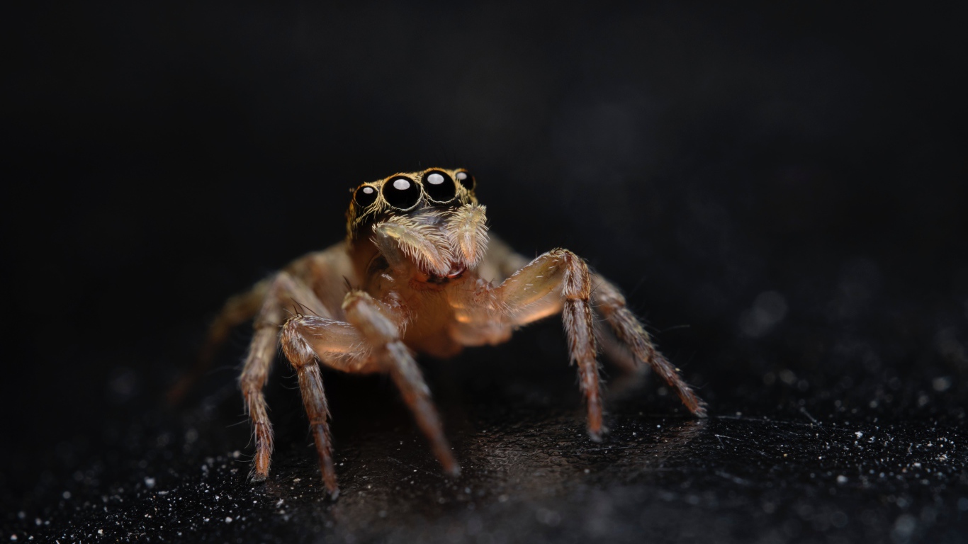 Паук с большими черными глазами крупным планом
