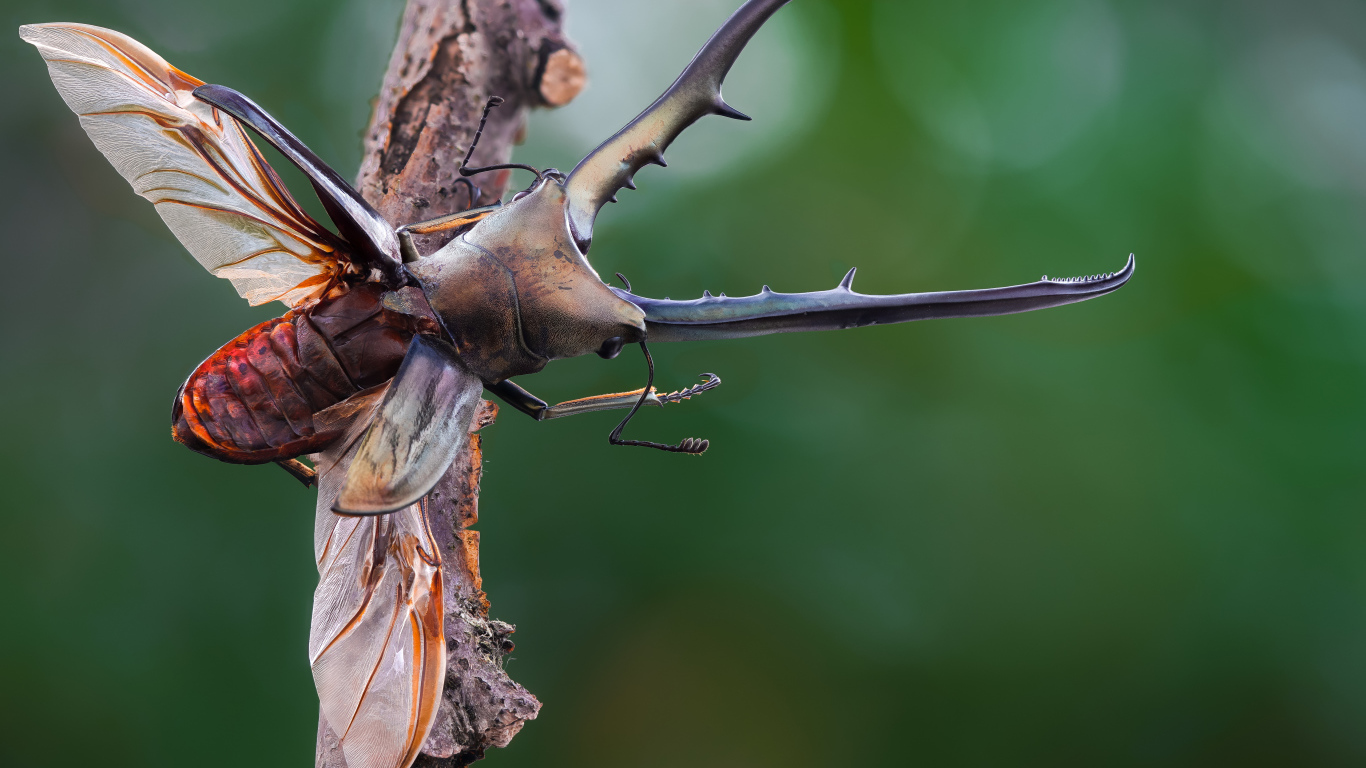 Жук олень расправил крылья на ветке дерева