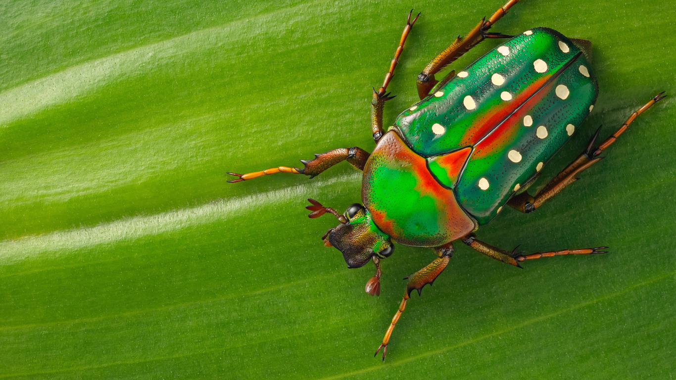 Жук Стефаноррина сидит на зеленом листе