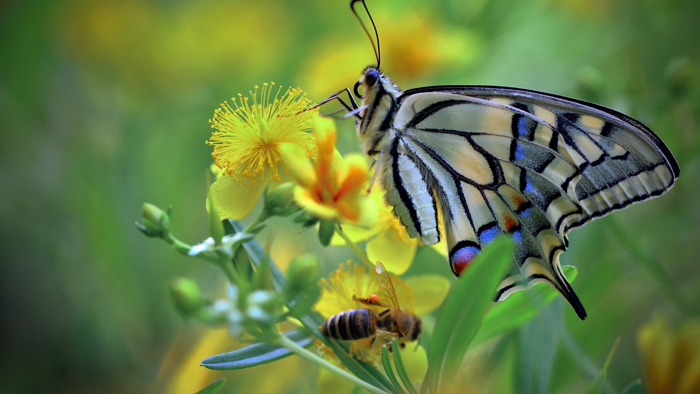 Бабочка махаон и пчела сидят на желтом цветке