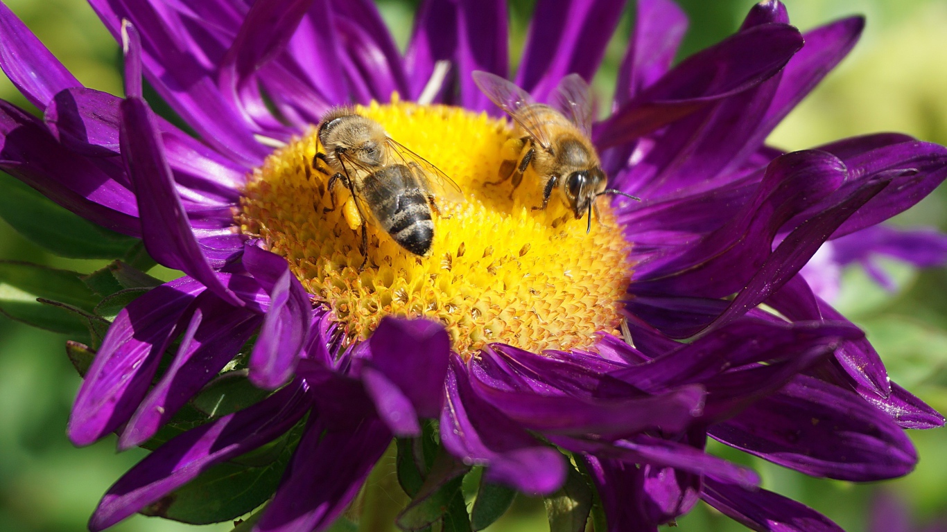 Две пчелы сидят на цветке астры
