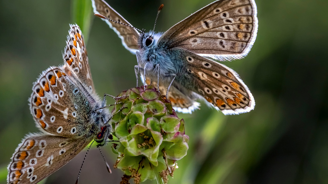 Две голубые бабочки на зеленом цветке 