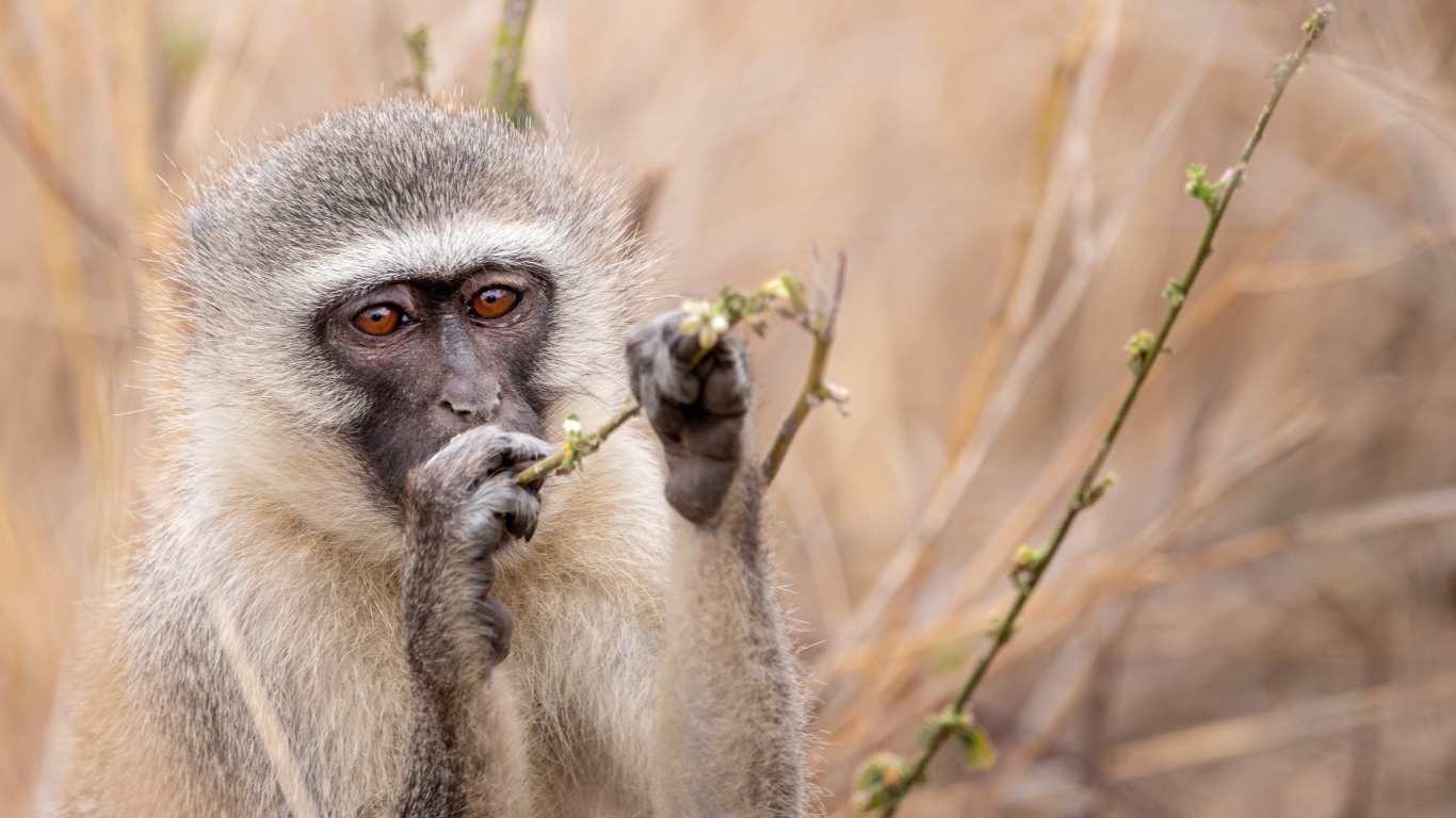 Обезьяна грызет ветку 