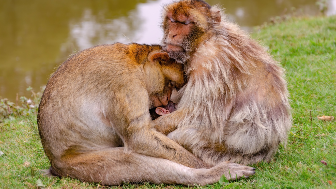 Семья варварской макаки у пруда