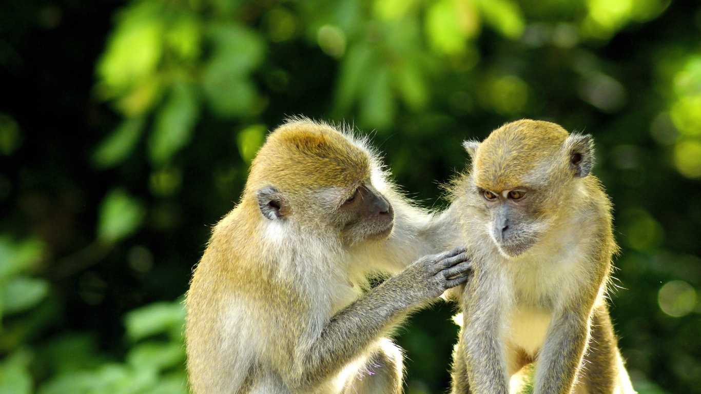 Две обезьяны на фоне листьев