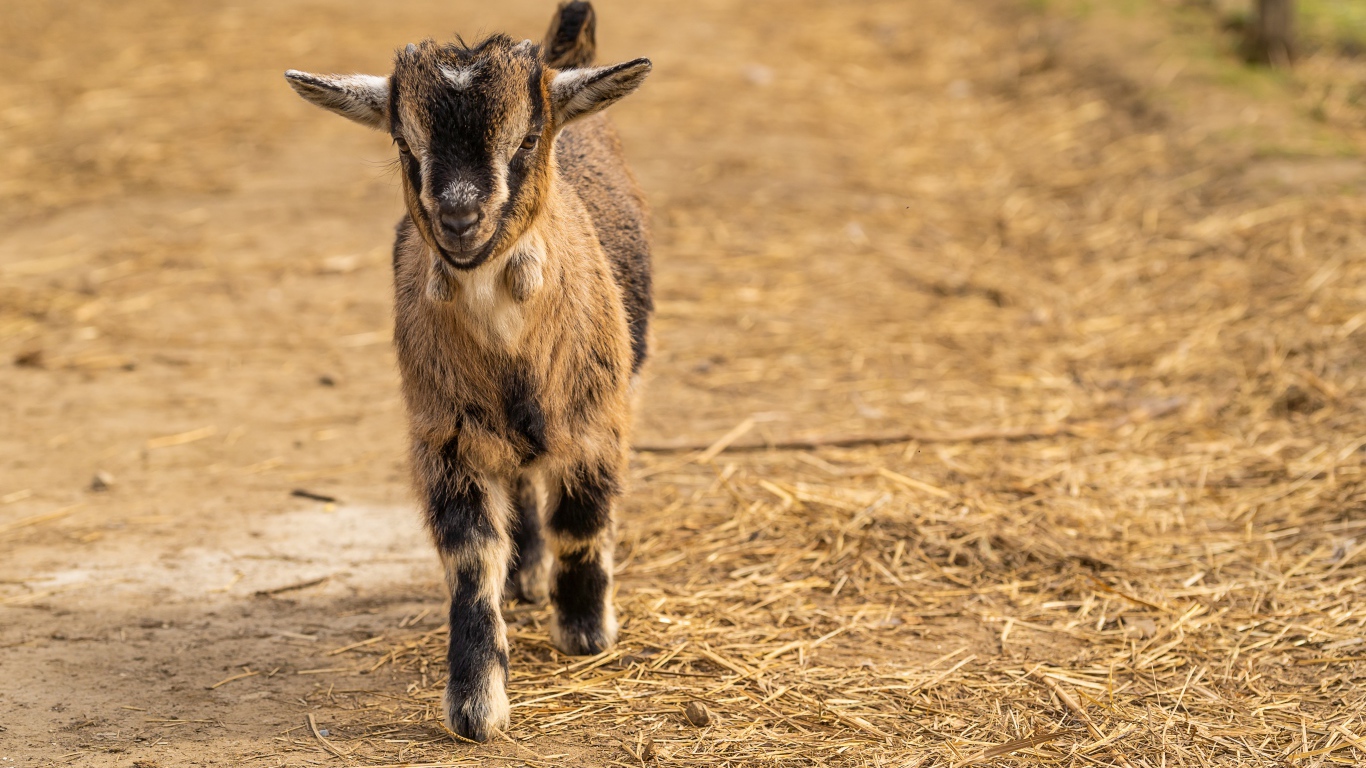 Маленький козленок идет по земле